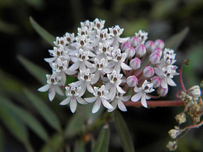 Asclepias perennis (Snowy Milkweed)
