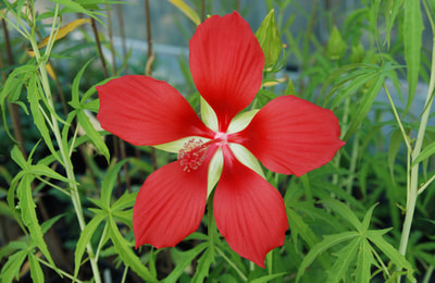 Hibiscus coccineus (Scarlet Hibiscus)