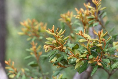 Lyonia ferruginea (Rusty Lyonia)