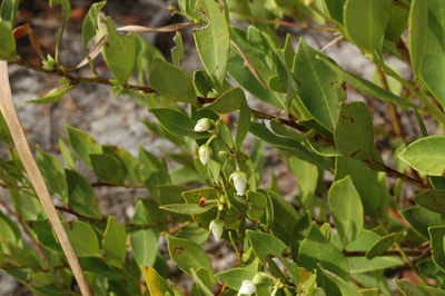Lyonia lucida (Fetterbush)