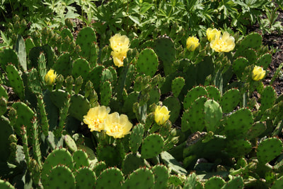 Opuntia humifusa (Pricklypear Cactus)