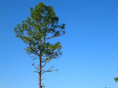 Pinus palustris (Long Leaf Pine)