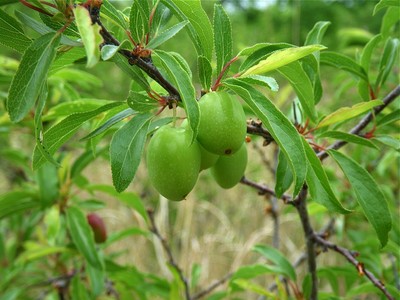 Prunus angustifolia (Chickasaw Plum)