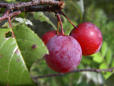 Prunus umbellata (Flatwoods Plum)