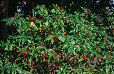 Psychotria nervosa (Wild Coffee)