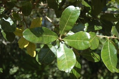 Quercus chapmanii (Chapmans Oak)