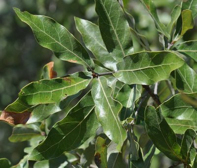 Quercus incana (Bluejack Oak)