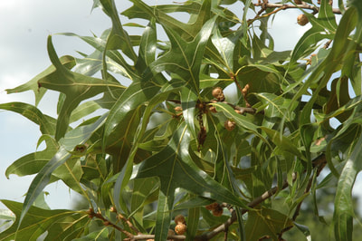 Quercus laevis (Turkey Oak)