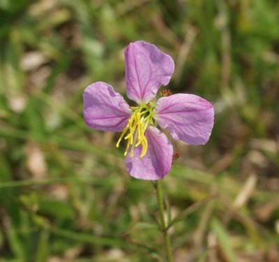 Rhexia spp. (Meadow Beauty)