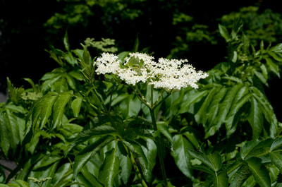 Sambucus nigra ssp. canadensis (Elderberry)