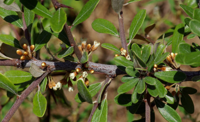 Sideroxylon tenax (Tough Buckthorn)