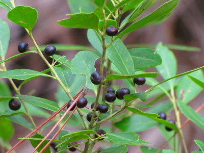 Vaccinium arboreum (Sparkleberry)